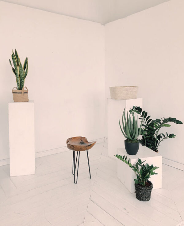 Indoor Plants - Image 4
