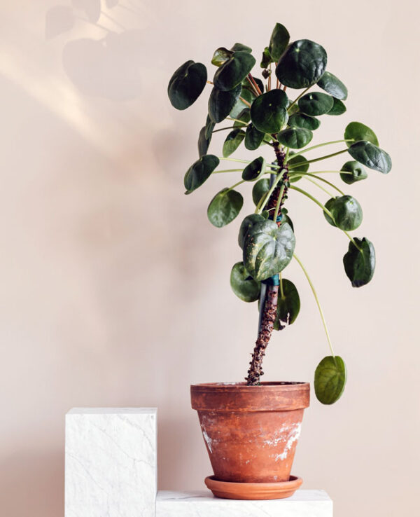 Indoor Plants - Image 2